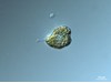 Photo of Heterosigma akashiwo